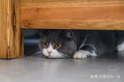 猫进家里|如何能够让新来的猫咪快速适应新家？